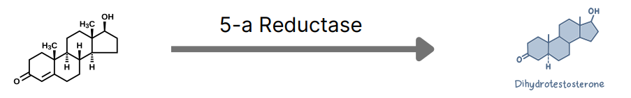 Explaining Andro Genetic Alopecia - details