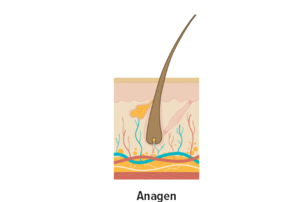 Anagen