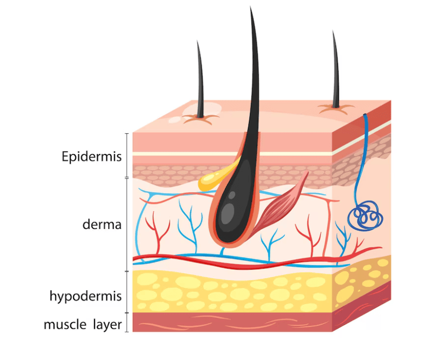 Understanding Hair Growth