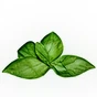 Basil Root Extract