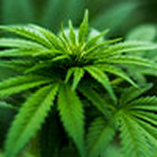 Hemp Oil