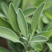Sage Extract