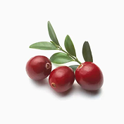 Cranberry (Vaccinium oxycoccus